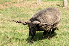 Killikus&reg; Fotographie